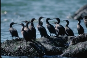 Cormorant Poster