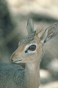 Dik-Dik Antelope Magnet