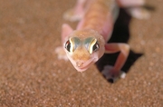 Palmato Gecko Magnet