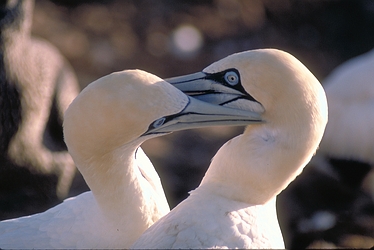 Cape Gannet