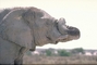 African Elephant picture