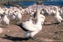 Cape Gannet picture