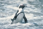 Cape Penguin picture