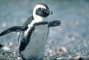 Cape Penguin picture