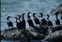 Cormorant picture