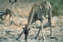 Giraffe picture