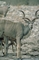 Kudu picture