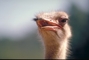 Ostrich picture