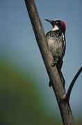 Acorn Woodpecker Magnet