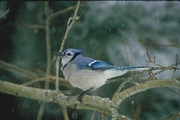 Blue Jay Poster