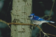 Blue Jay Poster