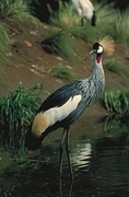 Crowned Crane Magnet