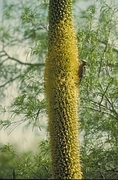 Gila Woodpecker Magnet