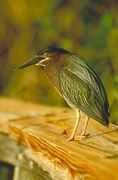 Green-Backed Heron Poster