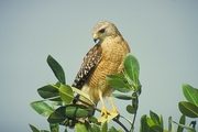 Red-Shouldered Hawk Poster