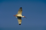 White Ibis Poster