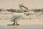 White Pelican Poster