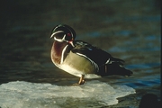 Wood Duck Poster