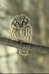 Boreal Owl