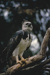 Harpy Eagle