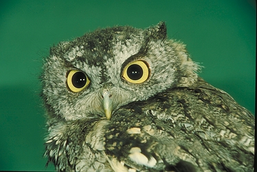 Screech Owl