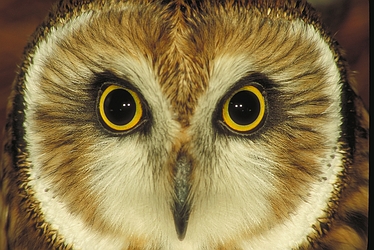 Short-Eared Owl