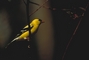 American Goldfinch picture