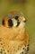 American Kestrel Falcon picture