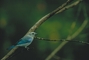 Blue-Gray Tanager picture