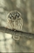 Boreal Owl picture