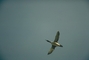 Common Loon picture