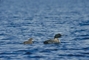 Common Loon picture