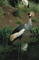 Crowned Crane picture