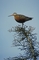 Hudsonian Godwit picture