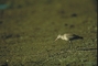 Hudsonian Godwit picture