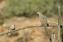 Mourning Dove picture