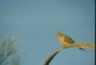 Mourning Dove picture