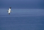 Northern Gannet picture