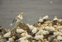 Northern Gannet picture