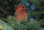 Pine Grosbeak picture