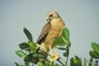 Red-Shouldered Hawk picture