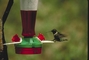 Ruby-throated Hummingbird picture