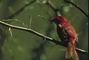 Summer Tanager picture