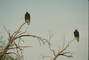 Turkey Vulture picture