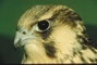 Young Peregrine Falcon picture