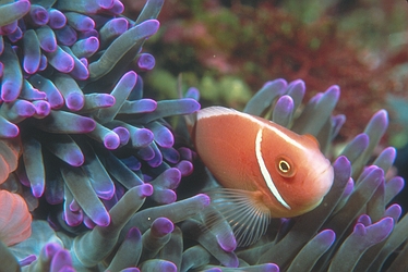 Anemone Fish