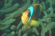 Anemone Fish Mousepad