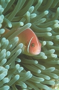 Anemone Fish Poster