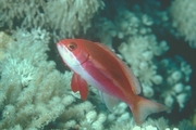 Anthias Mousepad