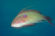 Anthias Mousepad